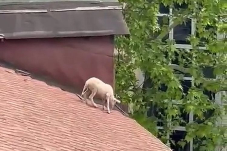 Kocaeli'nde &ccedil;atıya &ccedil;ıkan ko&ccedil; hem g&uuml;ld&uuml;rd&uuml; hem uğraştırdı