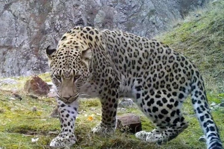 Akdeniz ve Ege'de 'Anadolu leoparı'