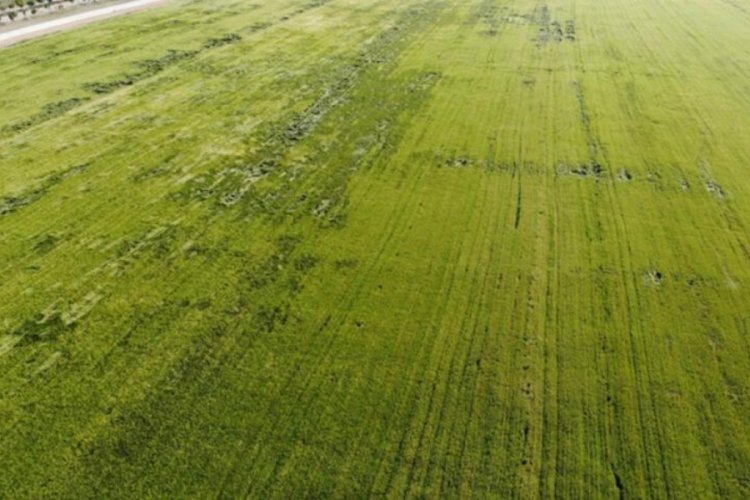 Karadeniz'den &ccedil;ıkan doğal gazla kurulacak g&uuml;bre fabrikaları &ccedil;ift&ccedil;ilere umut oldu