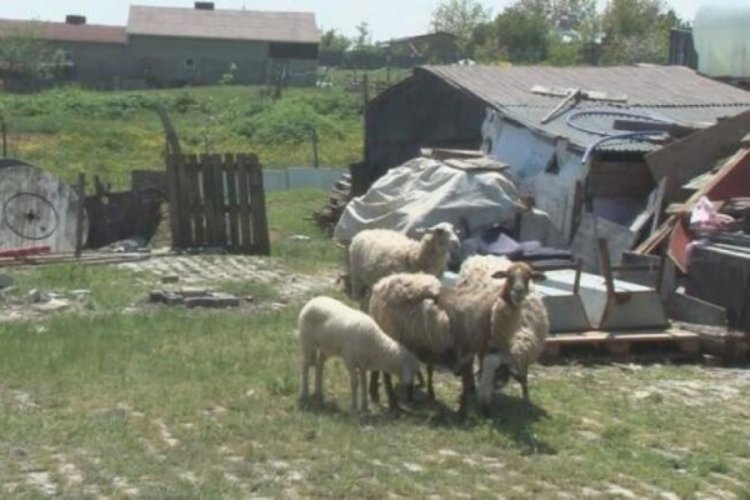 İstanbul'da sokak k&ouml;pekleri saldırdı! 40 kuzu telef oldu