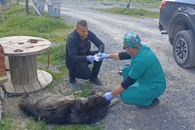 Hakkari'de yılanlar k&ouml;pekleri ısırdı