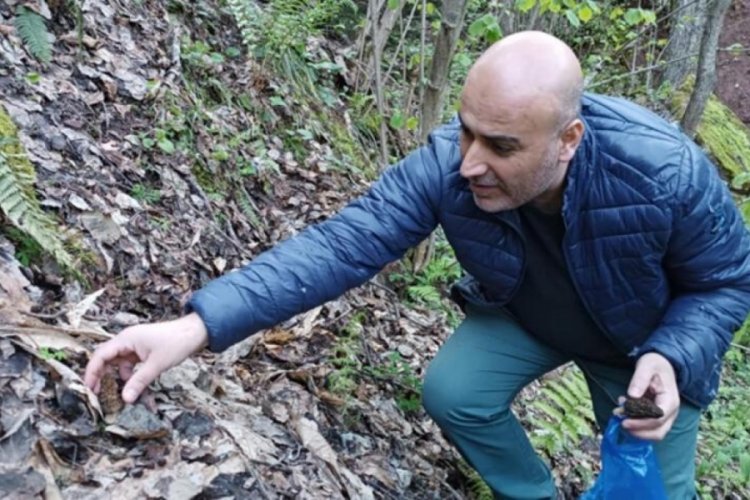 Kuzug&ouml;beği mantarının fiyatı altınla yarışıyor
