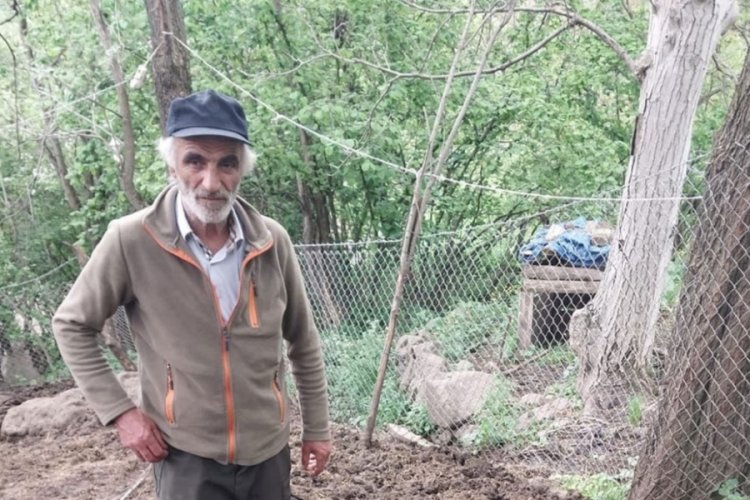 Artvin'de ayının saldırdığı ağılda &ccedil;ok sayıda koyun telef oldu