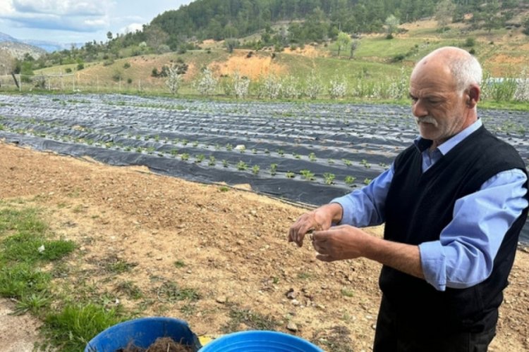 Isparta'da yayla &ccedil;ileğinde hasat d&ouml;nemi başladı