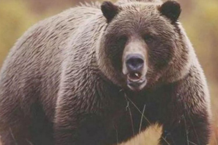 Artvin'de ayı saldırısı! &Ouml;ld&uuml;r&uuml;p par&ccedil;aladı