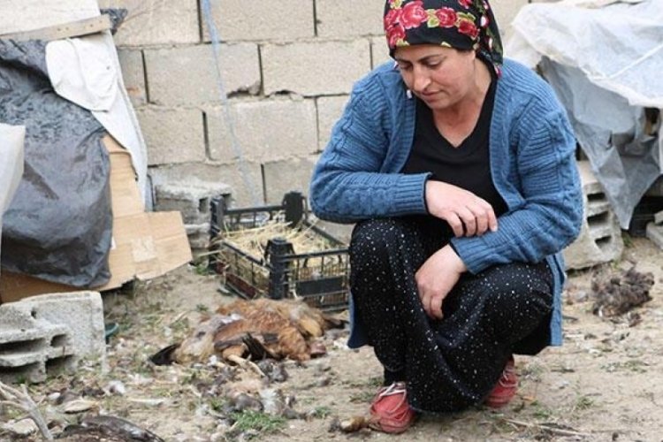 Hakkari'de sokak k&ouml;pekleri 80 tavuğu &ouml;ld&uuml;rd&uuml;