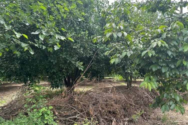 Adana'da hurma bah&ccedil;esinde cansız beden bulundu