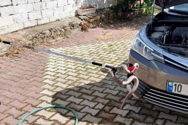 Balıkesir'de ara&ccedil; motoruna giren zehirli yılan tedirginlik yarattı