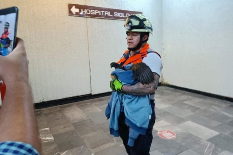 Meksika'da raylara giren tavuk metro seferlerini aksattı