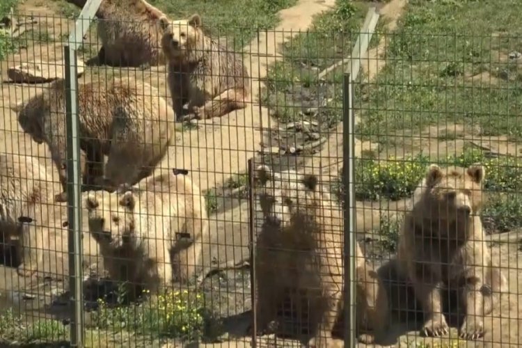 Bursa'da ayılara ayrıcalık! &Ouml;zel fırında hazırlanan ekmekle besleniyorlar
