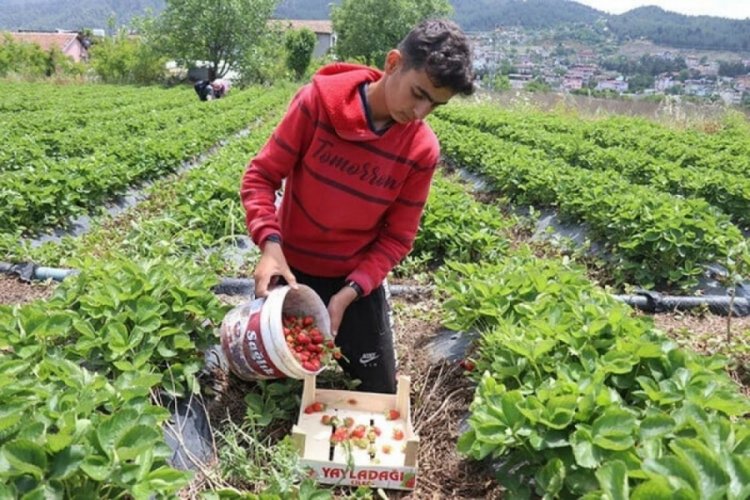 Hatay'daki &ccedil;ift&ccedil;ilerin hasat mesaisi