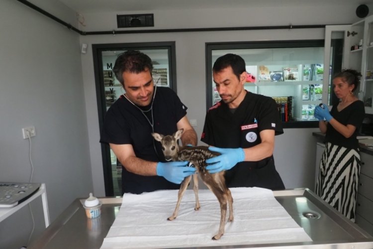 Balıkesir'de ormanlık alanda bulunan karaca yavrusu koruma altında