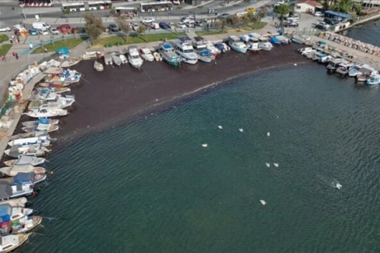 Sıcaklıkların artmasıyla İzmir sahillerini deniz yosunu sardı