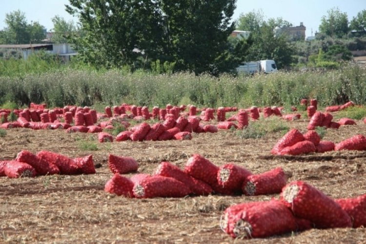 Soğan tarlada 4 liraya kadar d&uuml;şt&uuml;