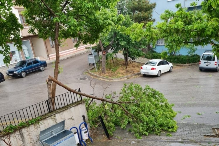 Bursa'da ağaca yıldırım d&uuml;şt&uuml;