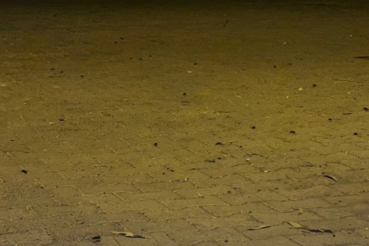 Şanlıurfa'nın Suriye sınırındaki ilçesine böcek istilası