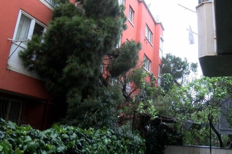 İstanbul'da ağa&ccedil; devrildi! Bir dairenin balkonundan i&ccedil;eri girdi