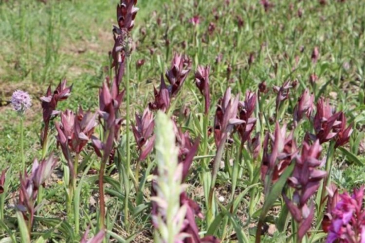 Fındık diyarı Ordu'da salep hasadı başladı