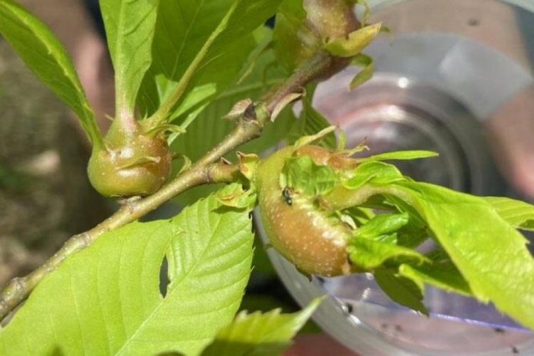 Zonguldak'ta 'katil arı' alarmı! Laboratuvarda &uuml;retilip, doğaya bırakıldılar