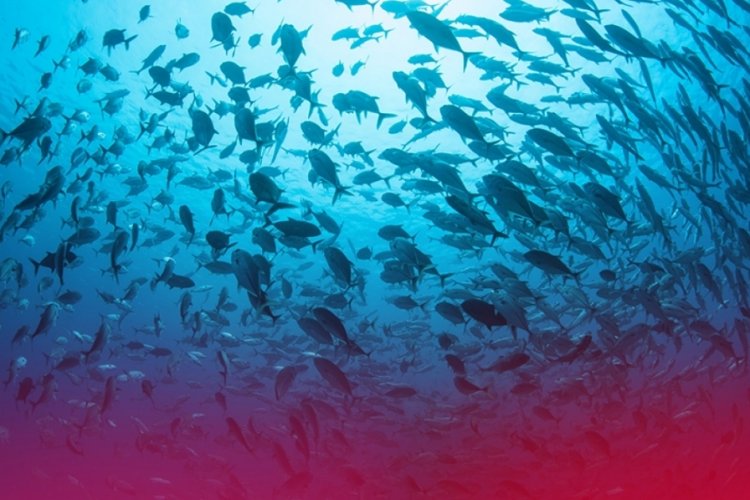 22 Mayıs 'D&uuml;nya Biyo&ccedil;eşitlilik G&uuml;n&uuml;' nedir?