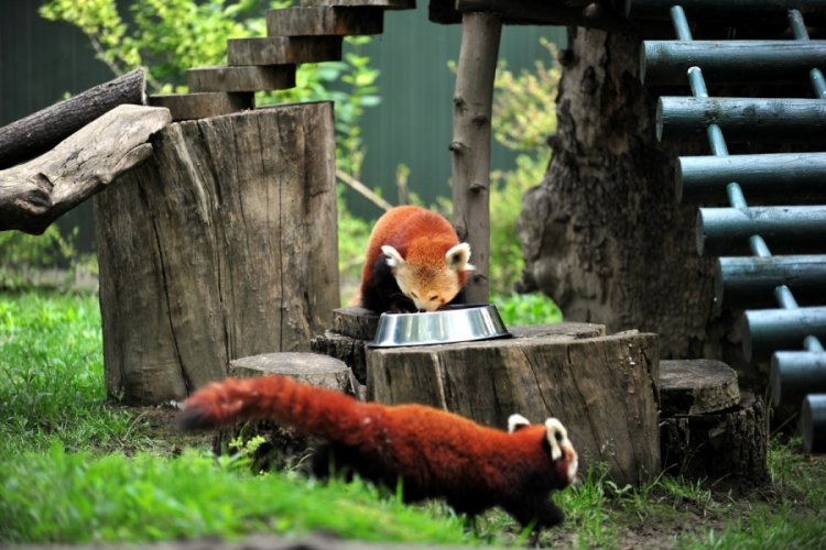 Bursa'ya Macaristan'dan kızıl panda getirildi