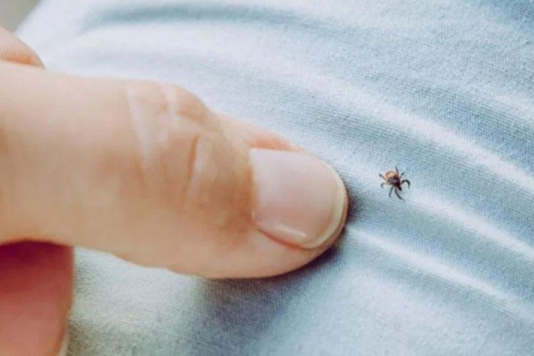 Kırım Kongo Kanamalı Ateşi yeniden ortaya &ccedil;ıktı! 1 kişi hayatını kaybetti