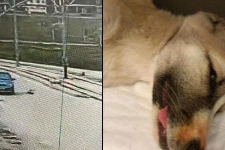 Aracıyla yavru k&ouml;peğe &ccedil;arpıp ka&ccedil;tı! G&uuml;venlik kamerasına yakalandı
