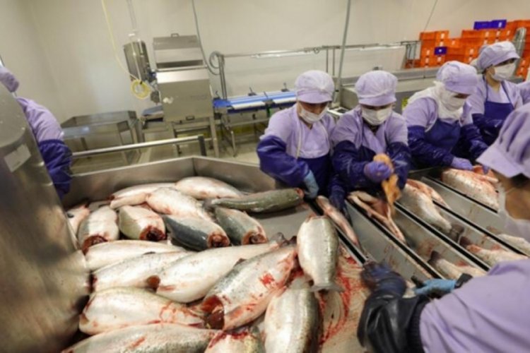 Trabzon'da T&uuml;rk somonu hasadı başladı