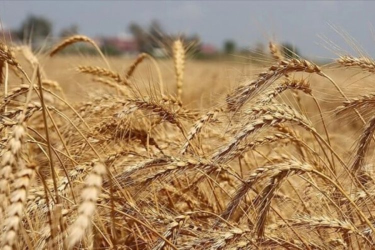 Artan yağışlar sebebiyle buğdayda rekolte beklentisi y&uuml;kseldi