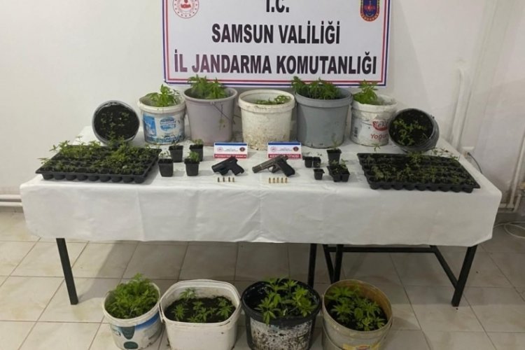 Samsun Bafra'da kenevir operasyonu