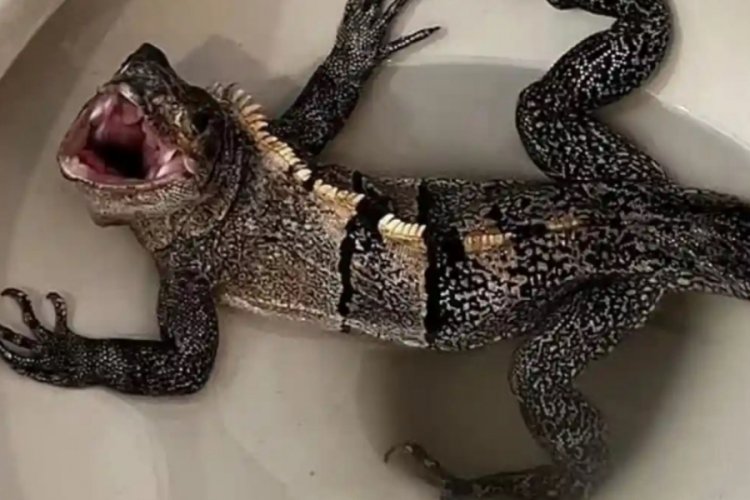 Klozetten iguana &ccedil;ıktı!