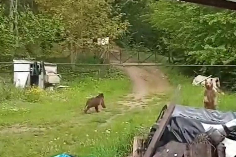 Bah&ccedil;esine ayı girdi! B&ouml;yle kovdu