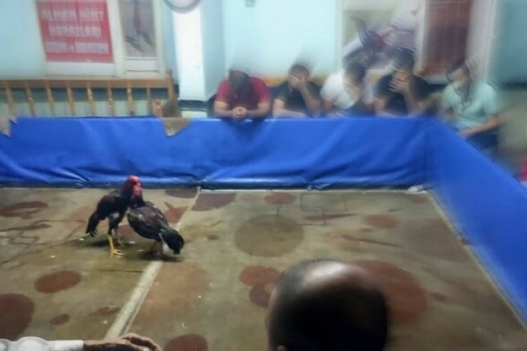 Diyarbakır'da horozları koruma derneğine horoz d&ouml;v&uuml;ş&uuml; baskını