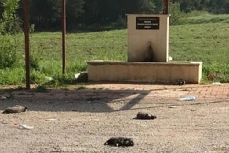 Burdur'da 6 yavru k&ouml;pek &ouml;l&uuml; bulundu!