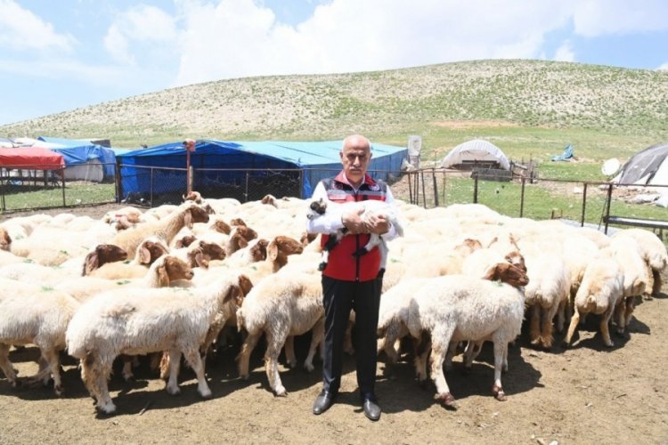 Kahramanmaraş'ta depremzedelere k&uuml;&ccedil;&uuml;kbaş hayvan verildi