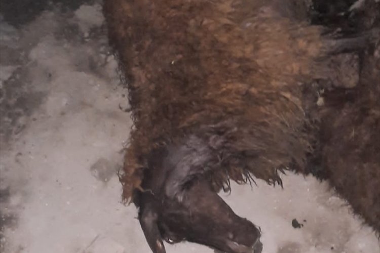 Kars'ta yıldırım isabet eden 9 koyun telef oldu