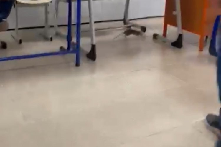 Hatay'da oy kullanımı sırasında fare alarmı!
