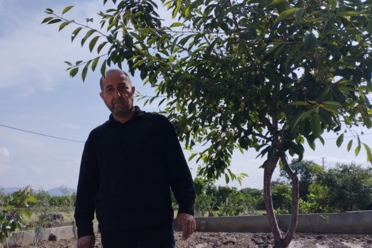 Denizli'de meydana gelen dolu kiraz &uuml;reticisini etkiledi