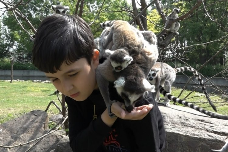 Bursa'da &ouml;ğrenciler lemurlara elleriyle muz yedirdi