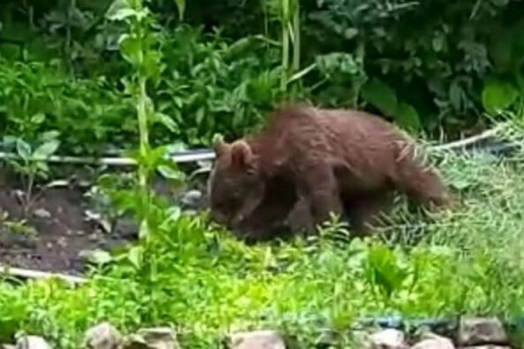 Kastamonu'da bah&ccedil;esine giren bozayıya 'fasulye de ye' dedi