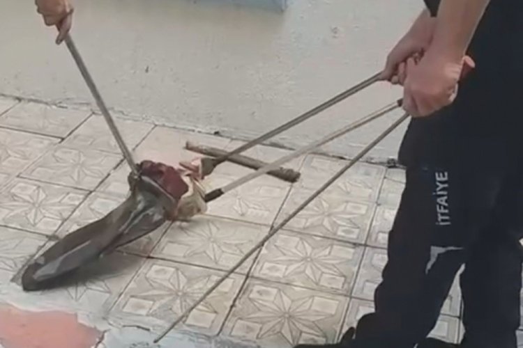 Bursa'da yılan korkulu anlar yaşattı