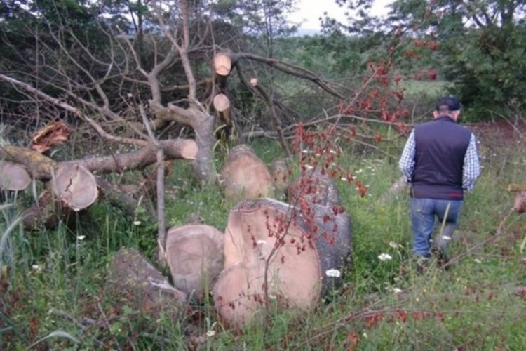Kocaeli'de 150 yıllık &ccedil;ınar ağa&ccedil;ları &ccedil;alındı