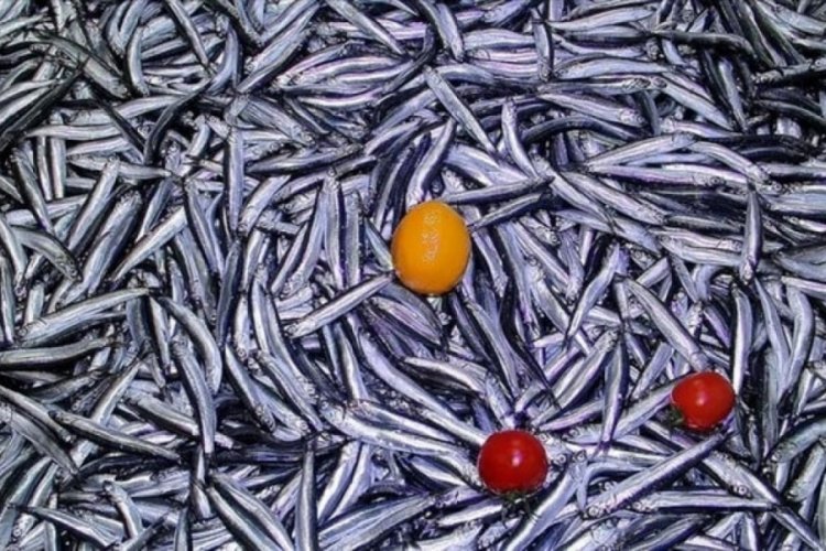 T&uuml;rkiye, 20 &uuml;lkeye hamsi ihra&ccedil; ediyor