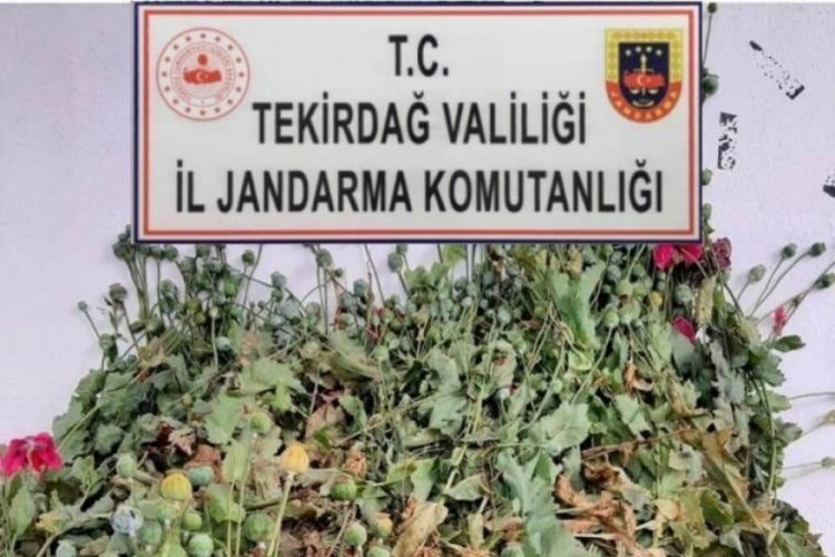 Tekirdağ'da 384 k&ouml;k haşhaş bitkisi ele ge&ccedil;irildi