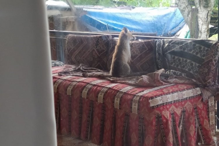 Burdur'da şehre inen yavru tilki bir evin balkonunda sabahladı
