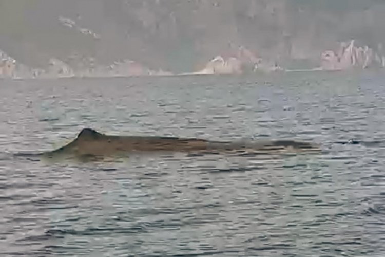 Muğla Marmaris a&ccedil;ıklarında balina s&uuml;rprizi