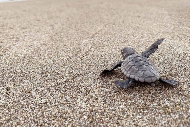 'Caretta Caretta' sahiline gece giriş yasağı!