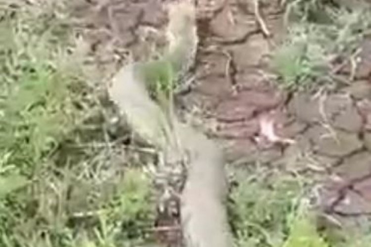 Elazığ'da ısırığı &ouml;ld&uuml;rmeye yeten engerek yılanı g&ouml;r&uuml;ld&uuml;!