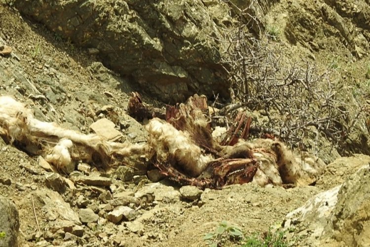 Erzincan'da kurt s&uuml;r&uuml;s&uuml; 17 koyunu telef etti! 13 koyun  kayıp
