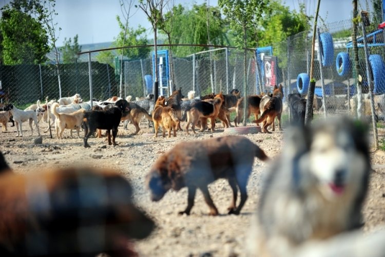 Depremin ardından Bursa'ya getirilen evcil hayvanlar yeni yuvalarını bekliyor